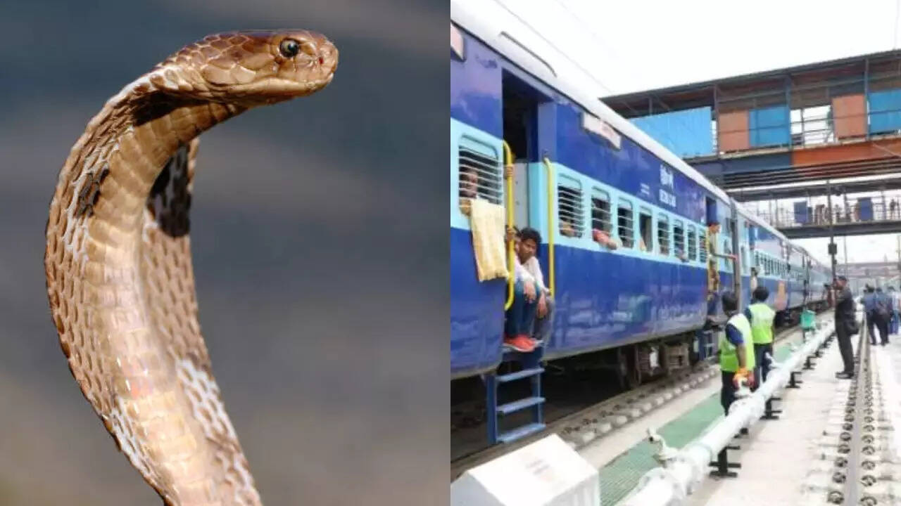 Snake Found On Asansol Express