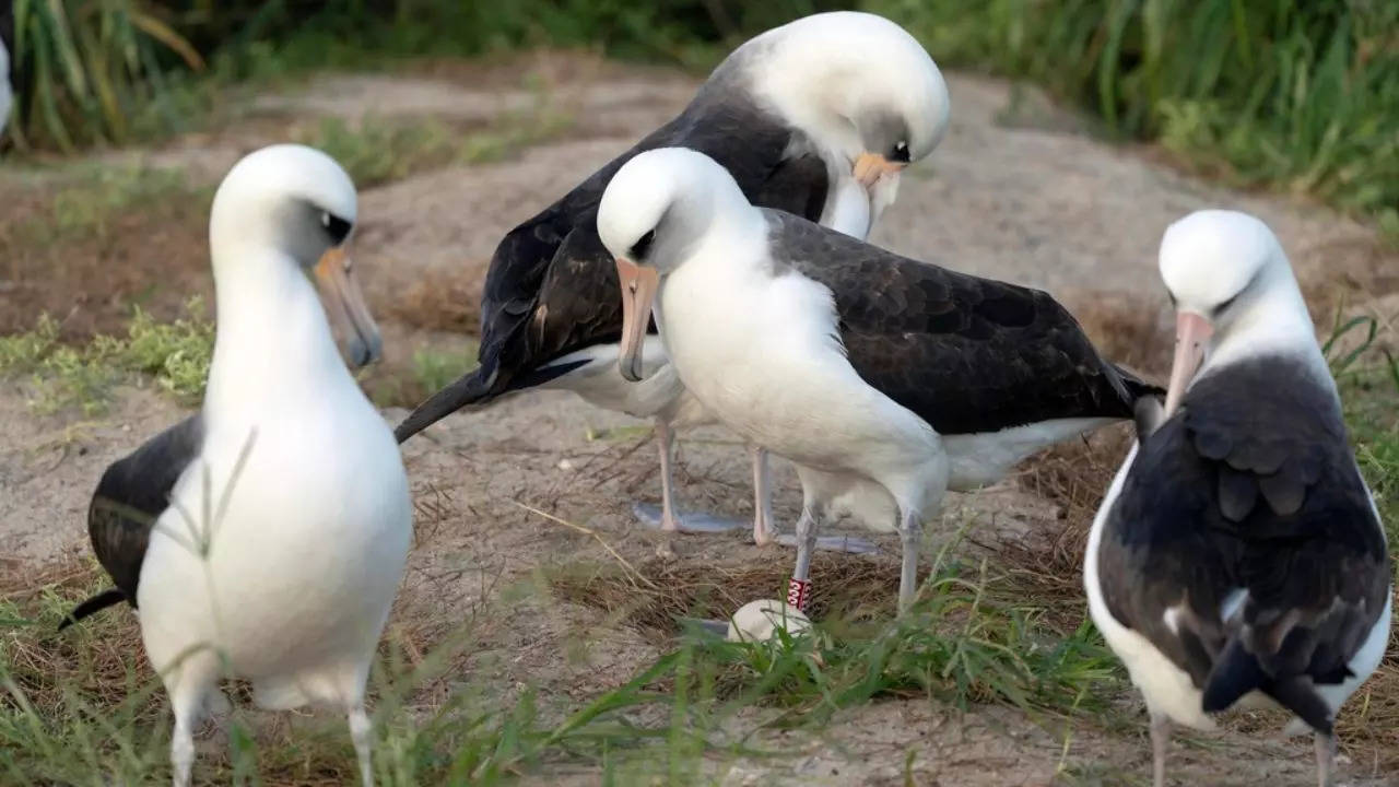 Oldest Bird-Egg