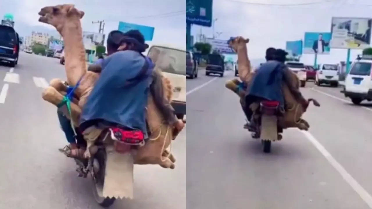 Camel Bike Ride Video