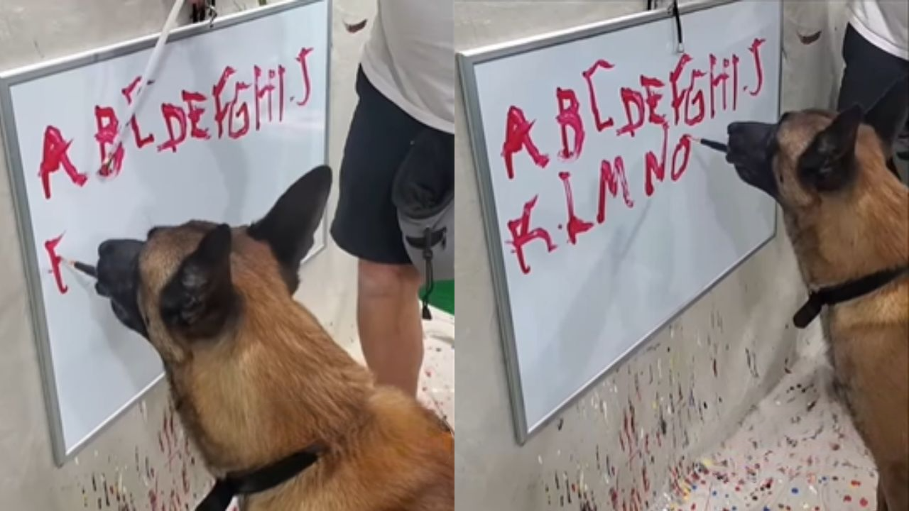 Dog Wrote A to Z Alphabet