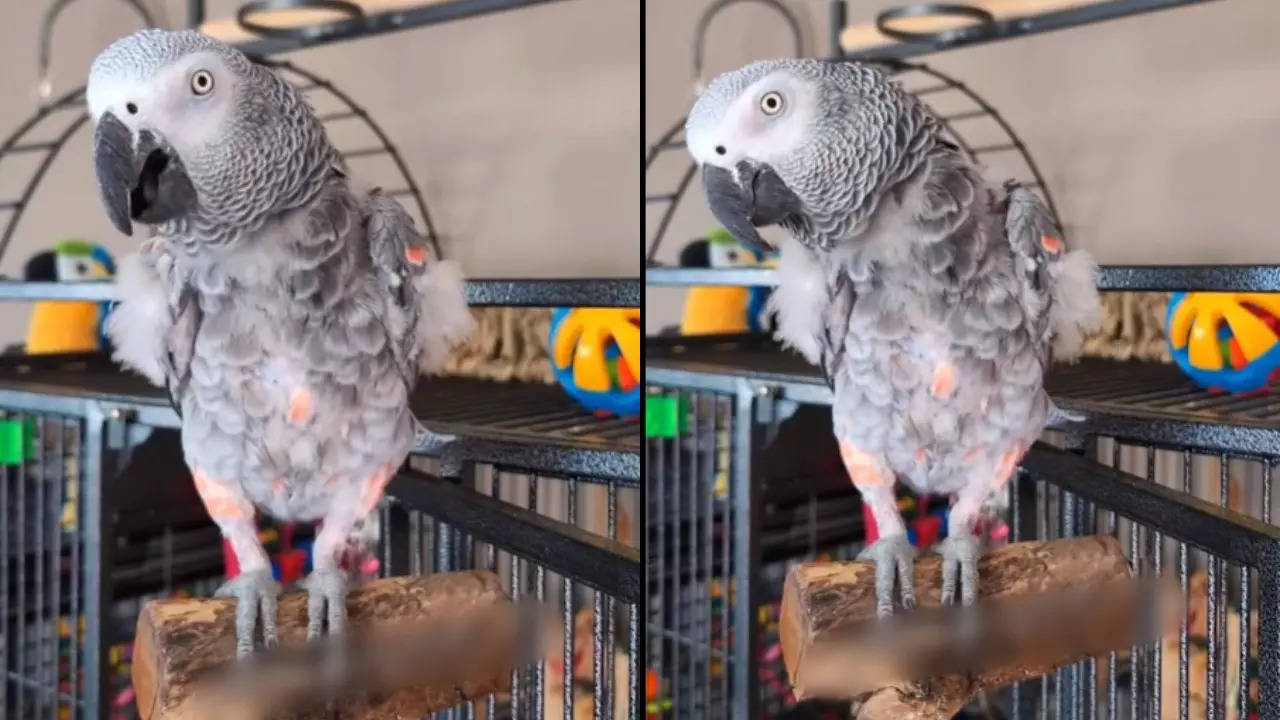 parrot Funny Video