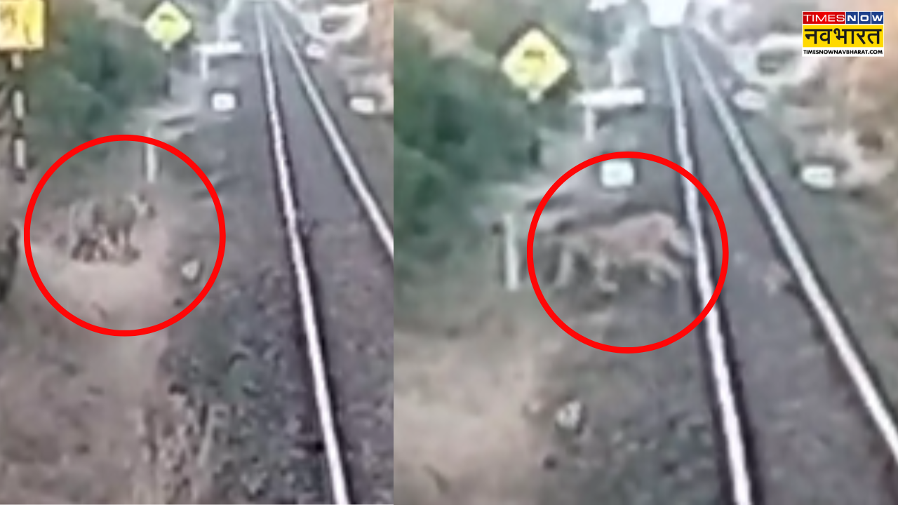 lions in Bhavnagar Rail Division Train Track