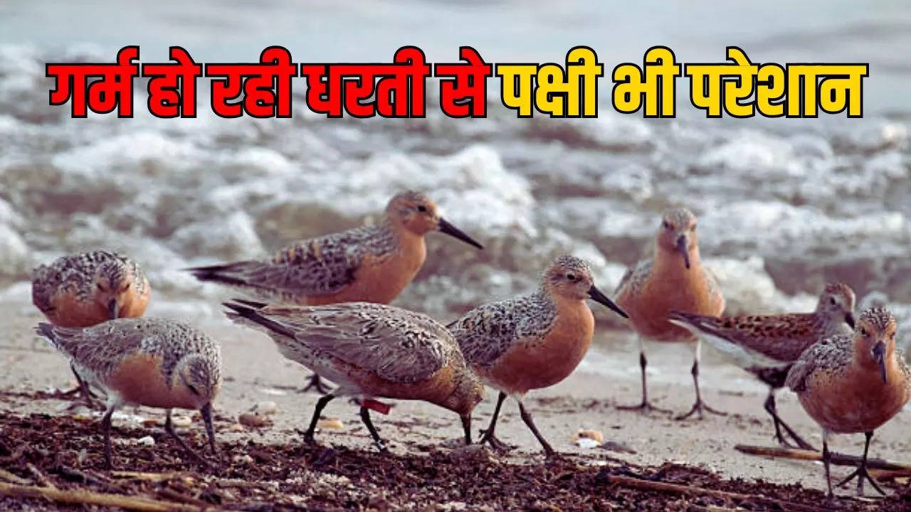 Red Knots