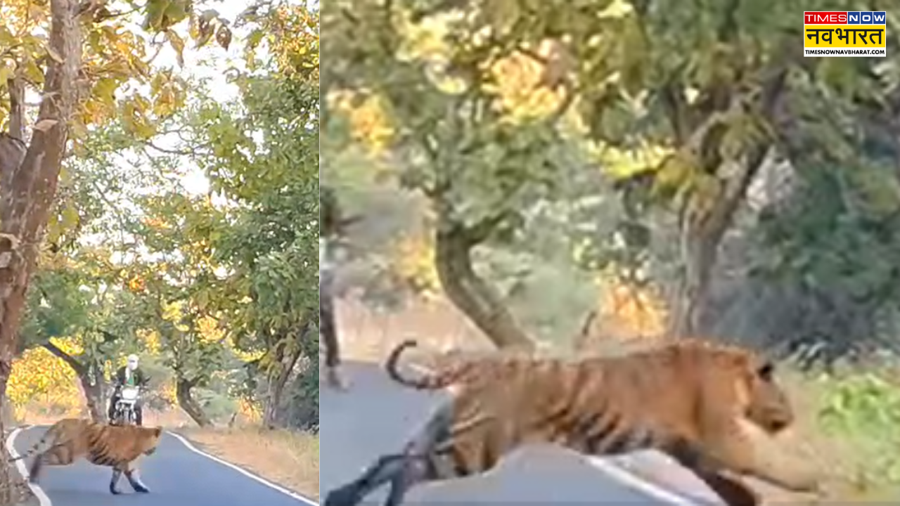 tiger in Moharli-Kondagaon road zone