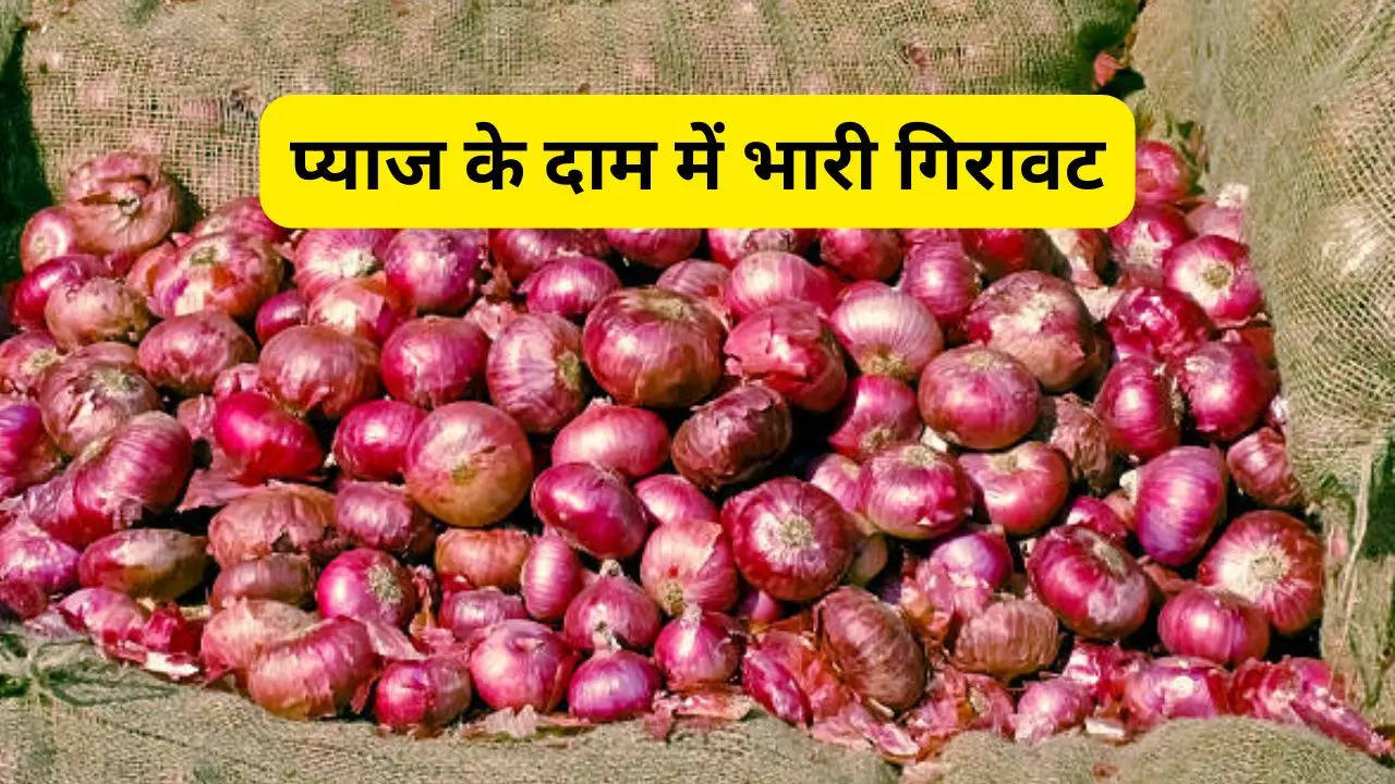 Onion, onion price, how much onion became cheaper, onion price today