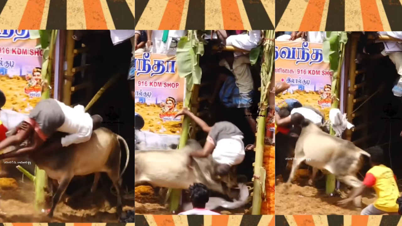 cow attack video