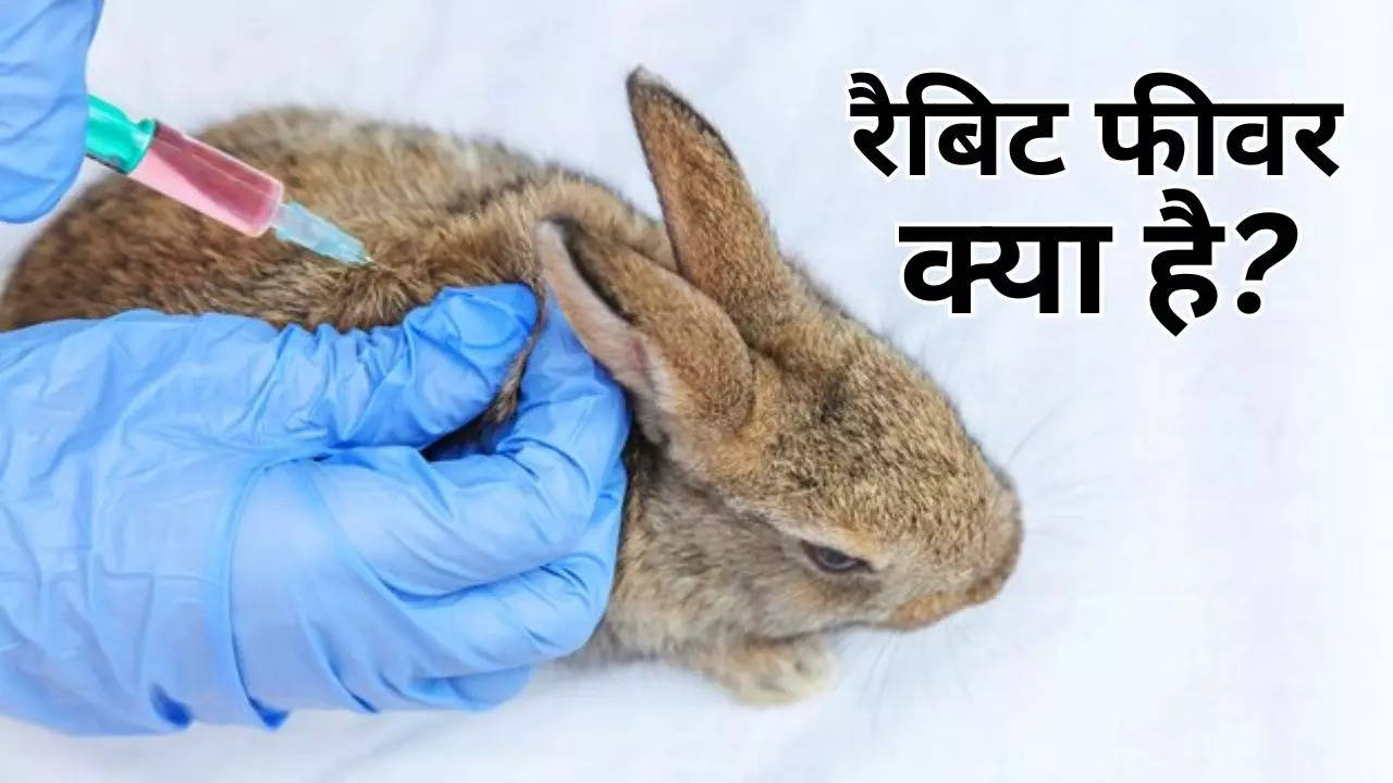 What Is Rabbit Fever In Hindi