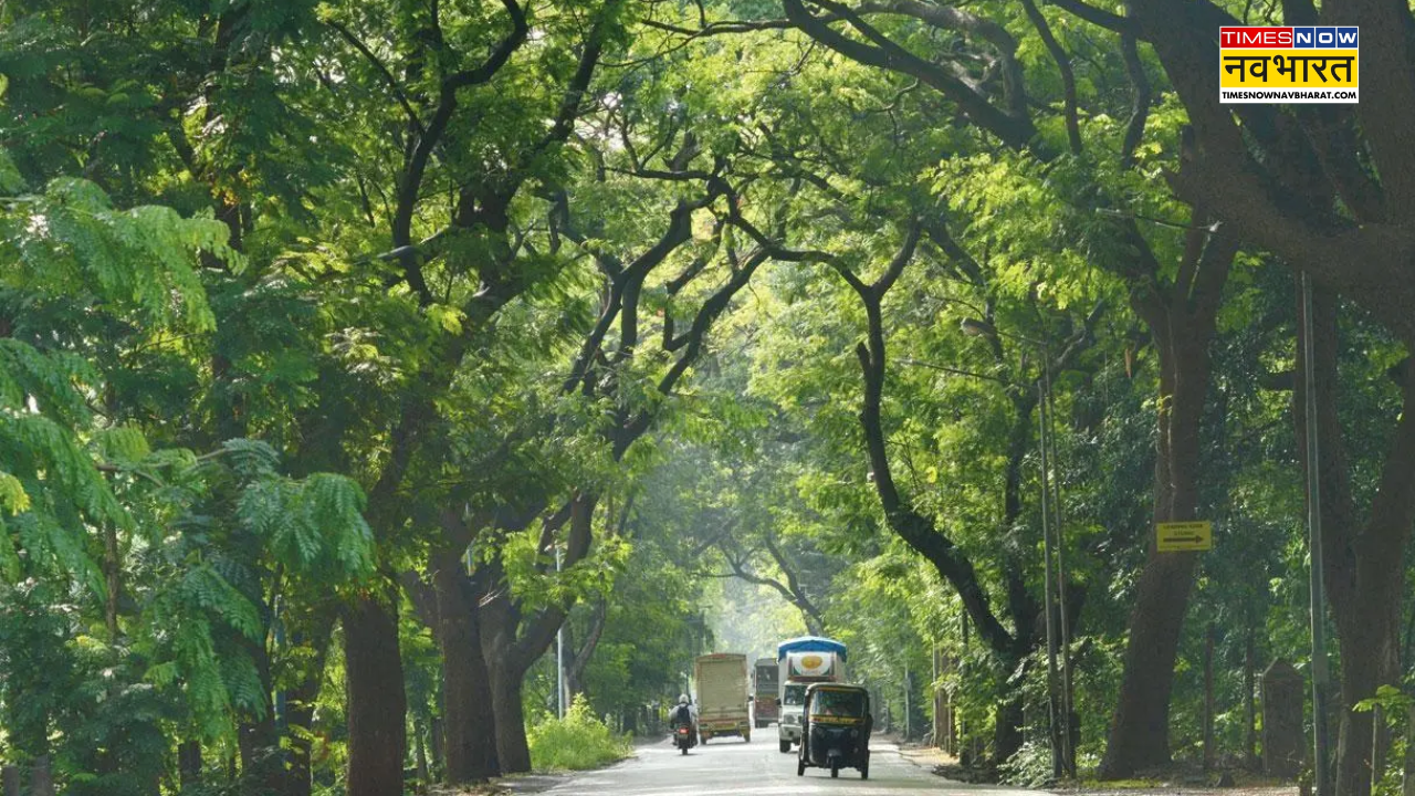 Aarey Colony Jungal