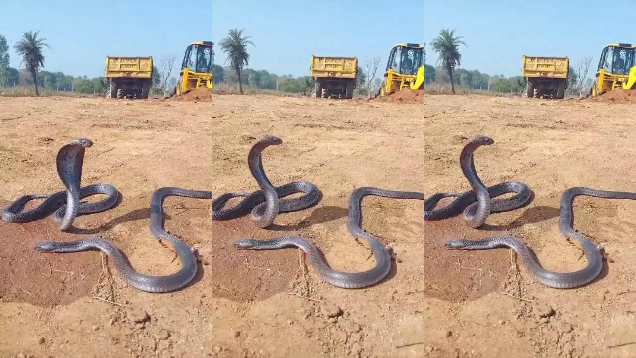 Snake Viral Video Today