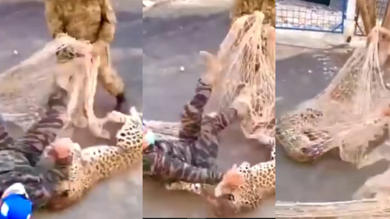 leopard viral video