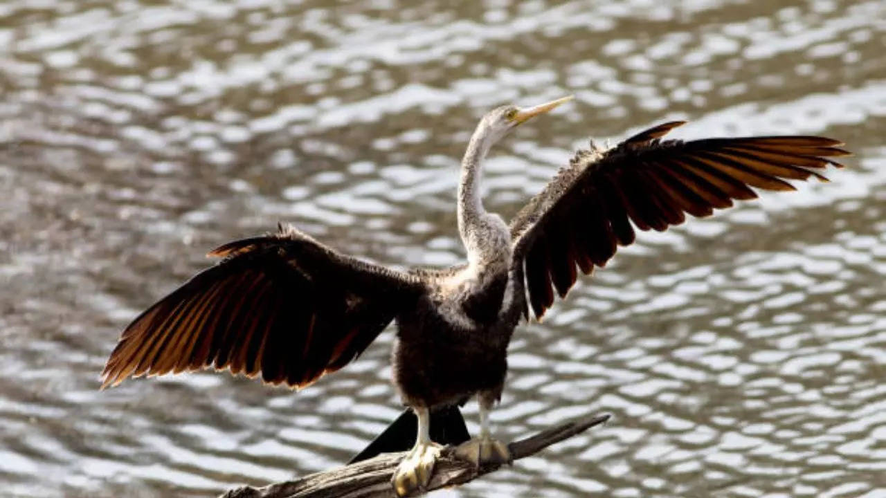 oriental darter