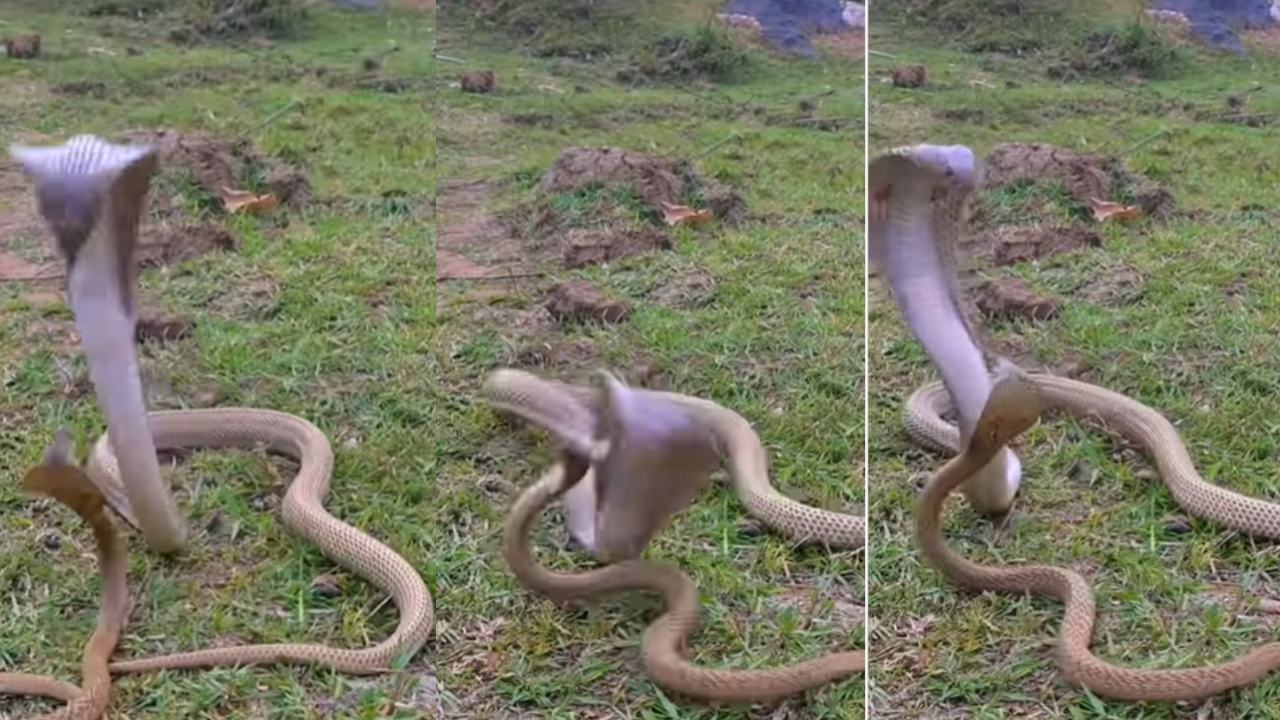 snake funny fight video