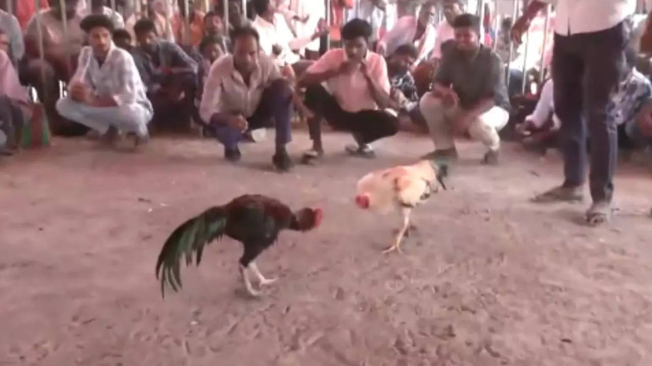 Cock Fight