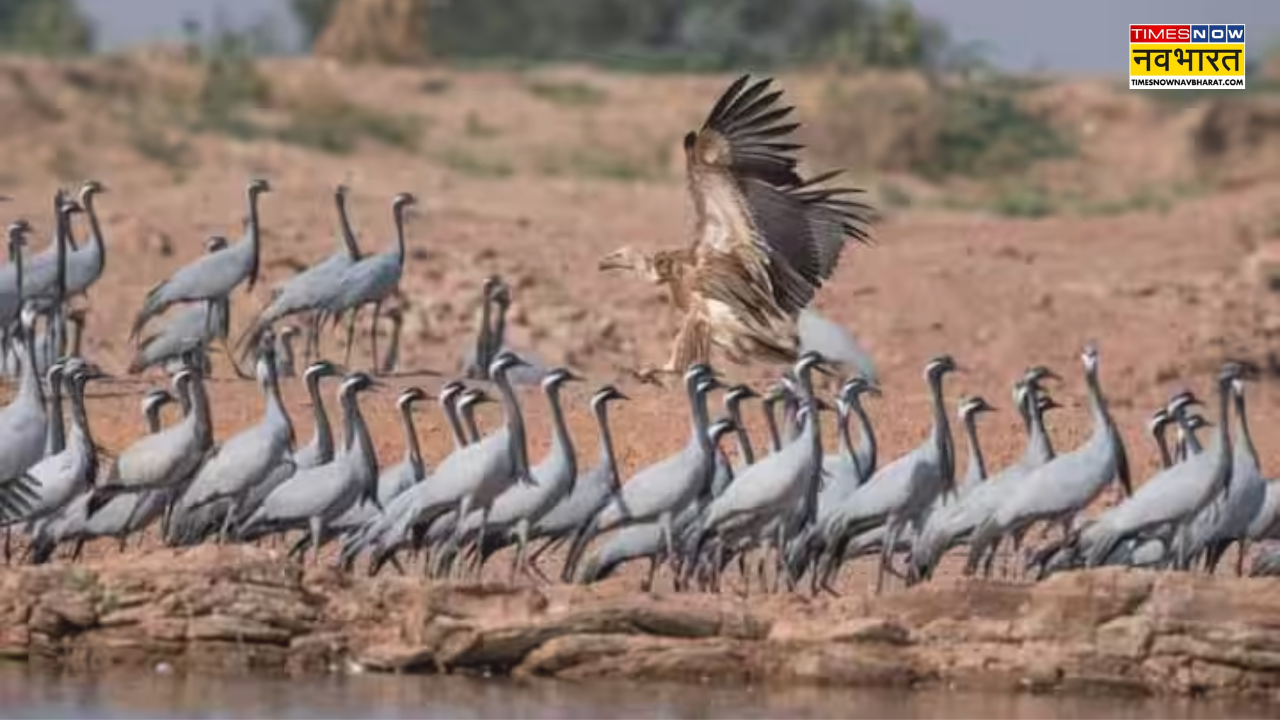 bird flu Case in Jaisalmer