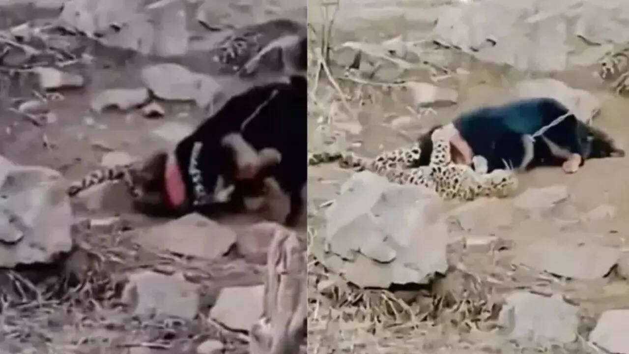 Animal fight Video