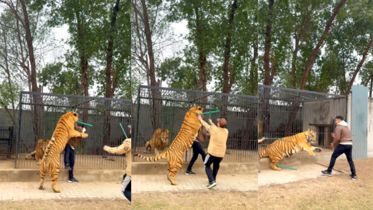 tiger attack video