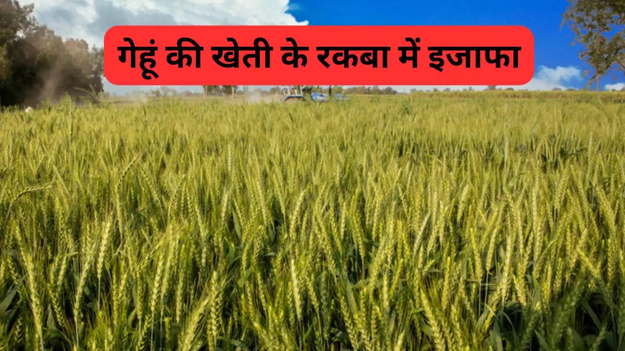 Wheat acreage, wheat cultivation, rabi crop