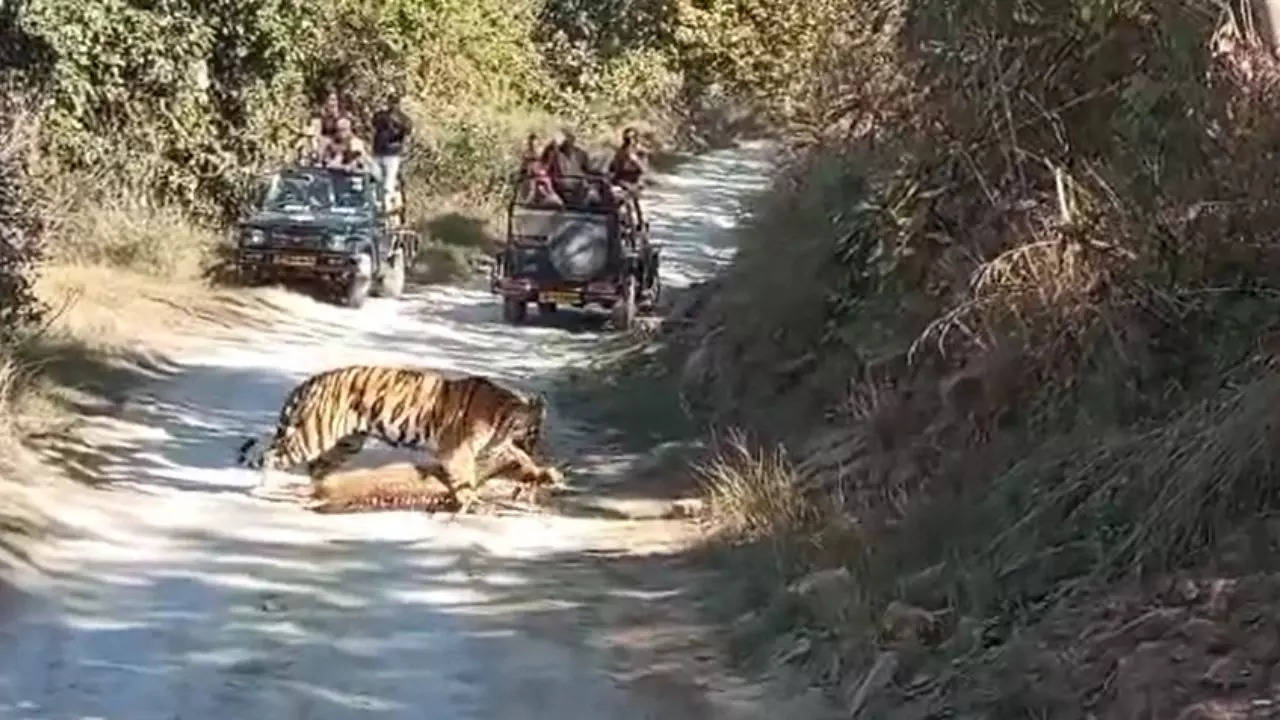 Panna Tiger