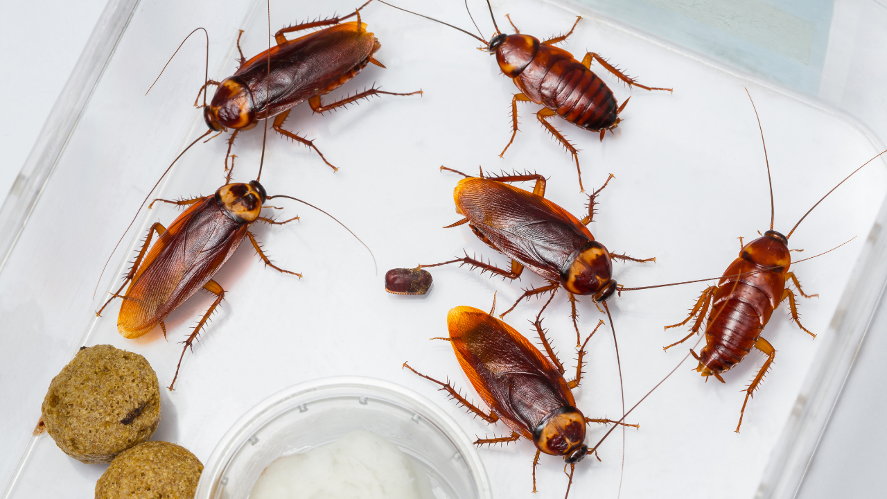 How To Get Rid Of Cockroach, Cockroach Kaise bhagaye, home remedies