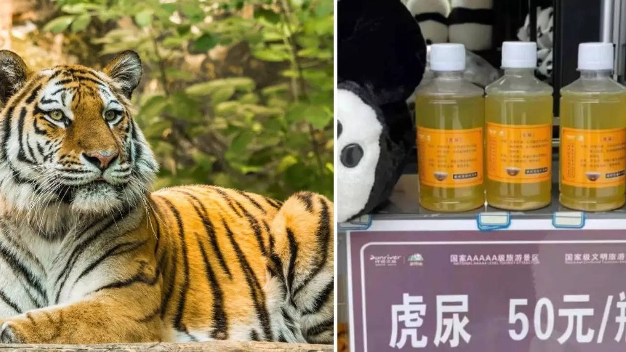 Tiger urine in china