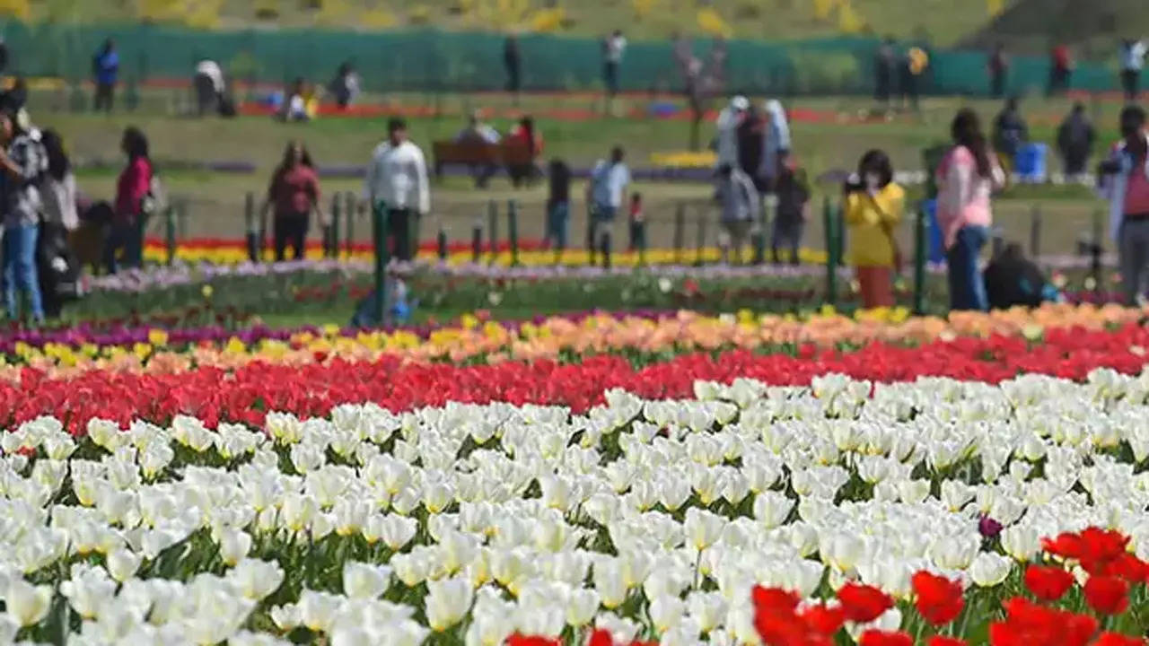 Tulip Garden : 30 हेक्टेयर में फैला है एशिया का यह सबसे बड़ा बाग, ट्यूलिप गार्डन के बारे में कितना जानते हैं आप