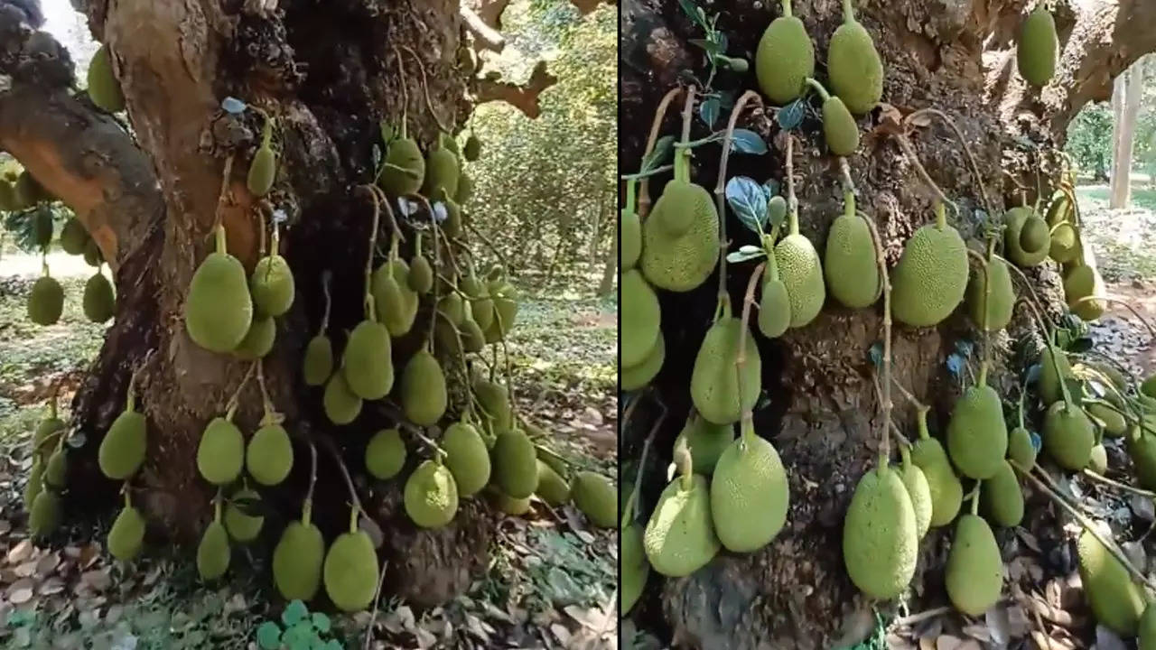 jackfruit