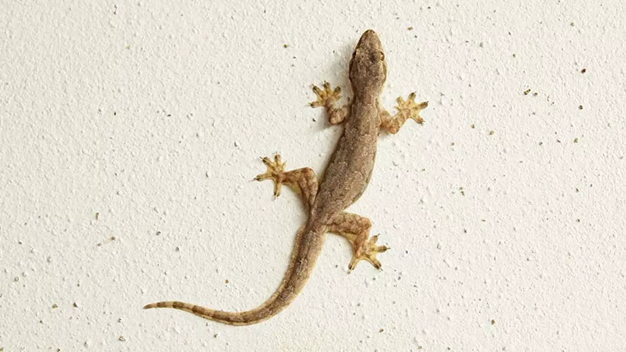 How get rid of lizards