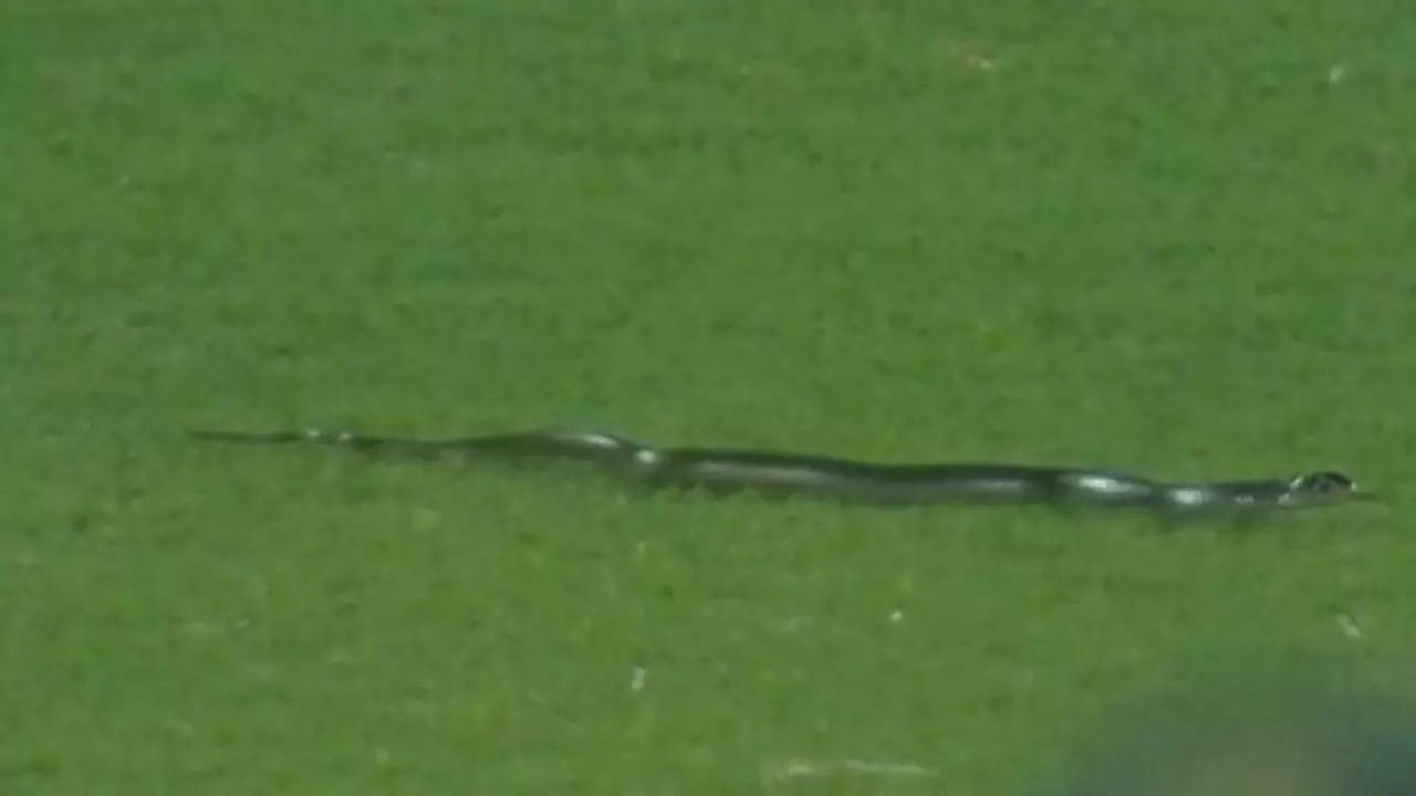 Snake-in-Guwahati-Stadium