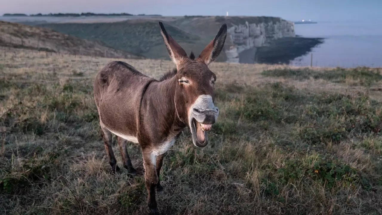 pakistan donkey dog