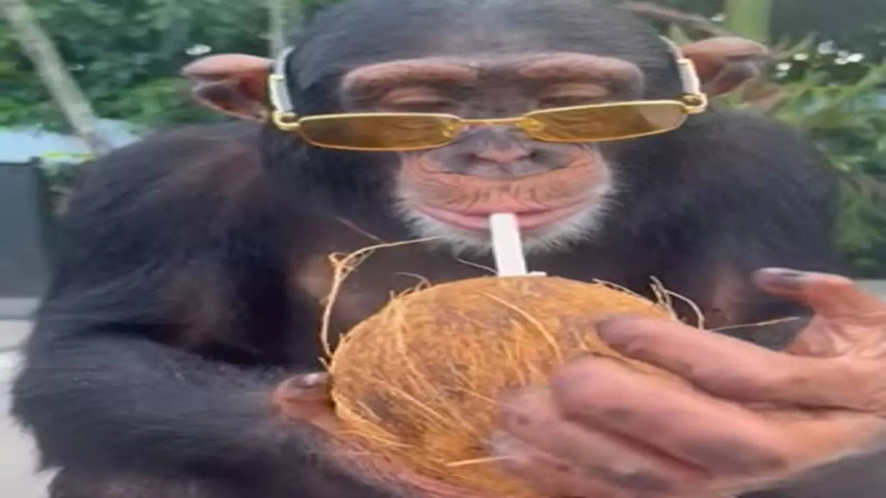 Chimpanzee Video