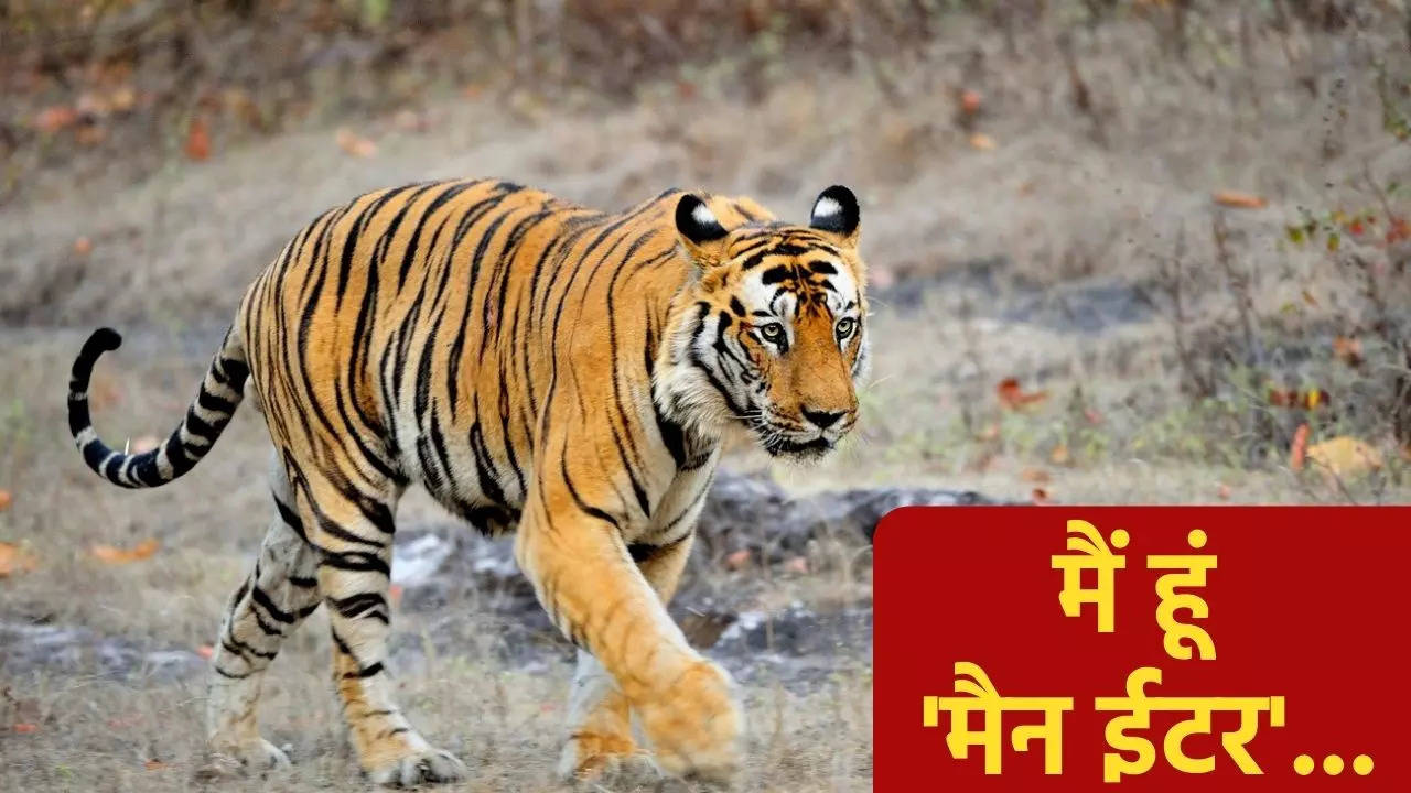 man eater tiger in bihar