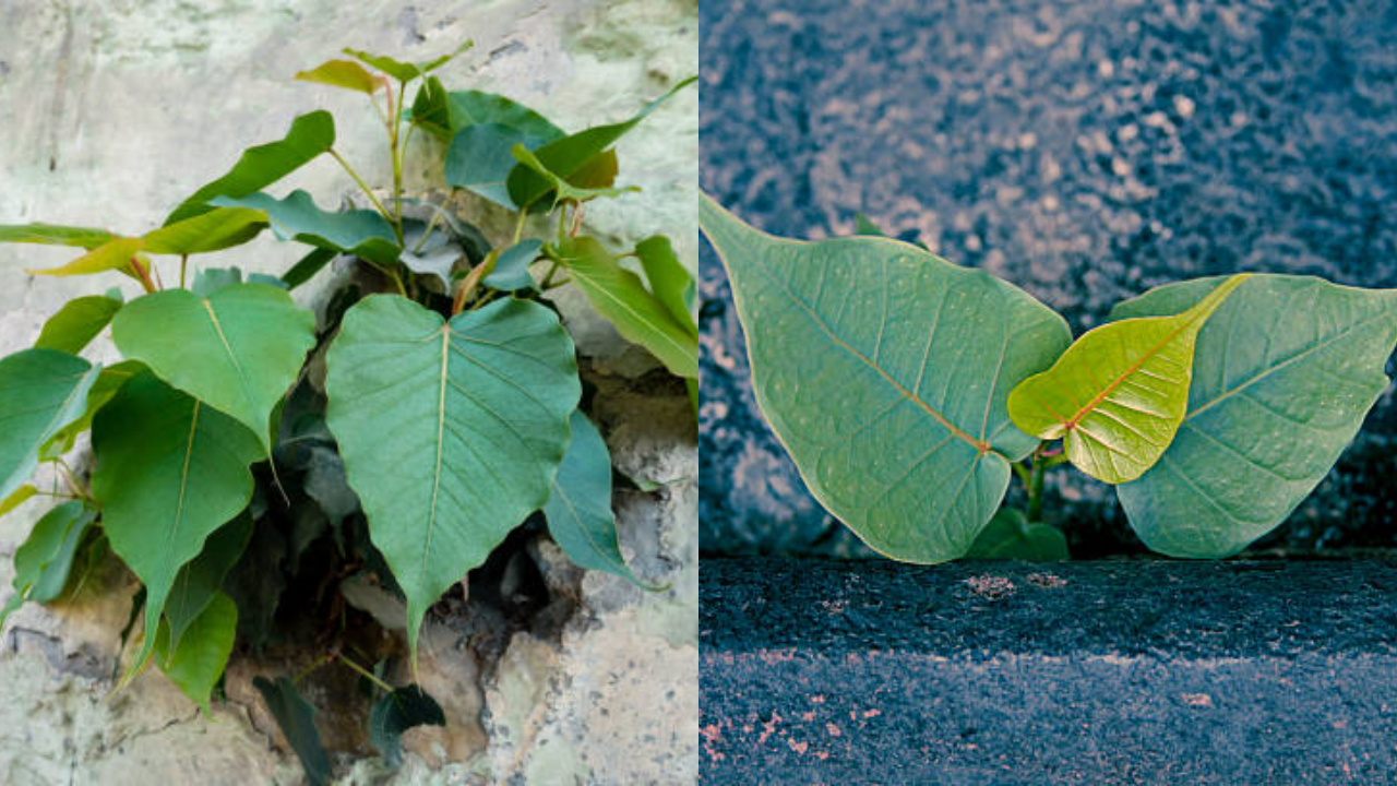 What To Do When Peepal Plant Grew Naturally At Your Home