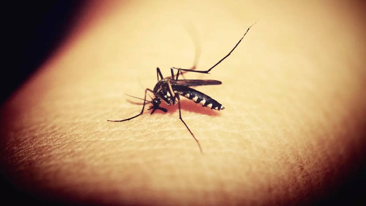 bihar dengue