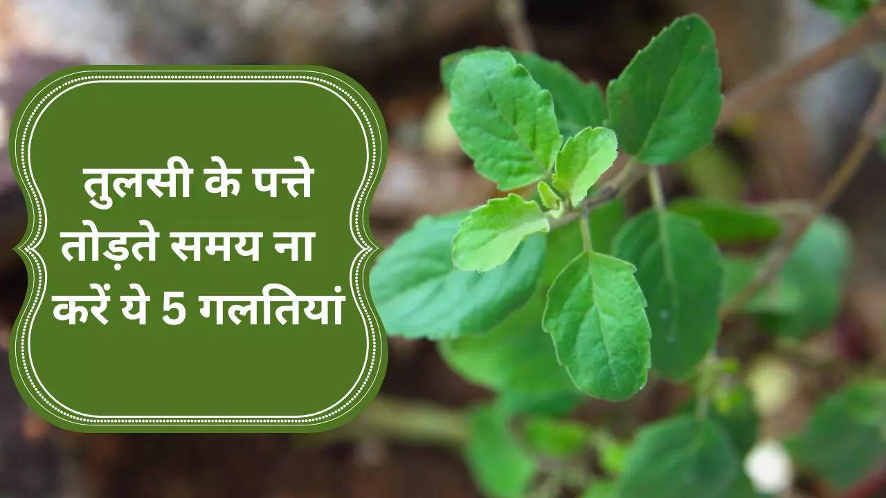 Tulsi Leaves