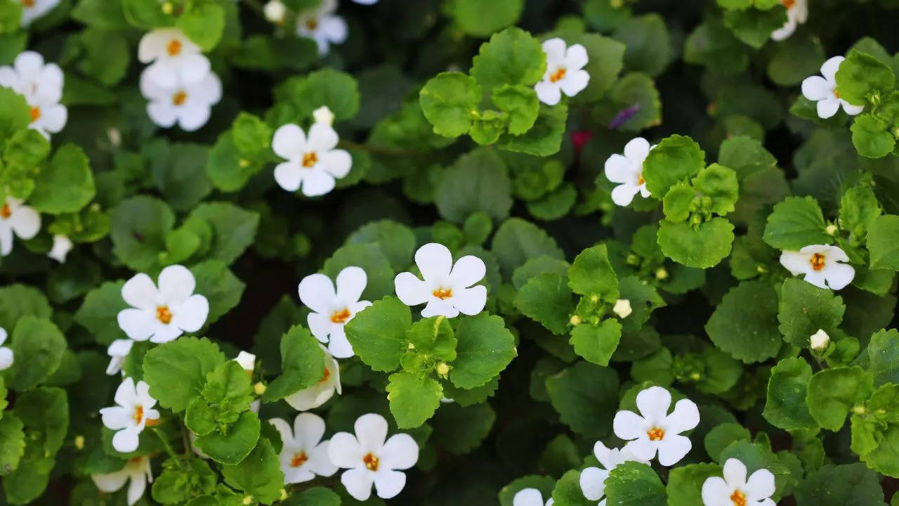 brahmi amazing health benefits 