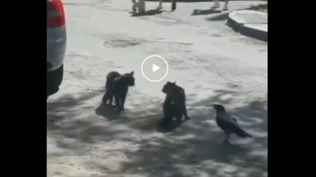 Crow Cat Video