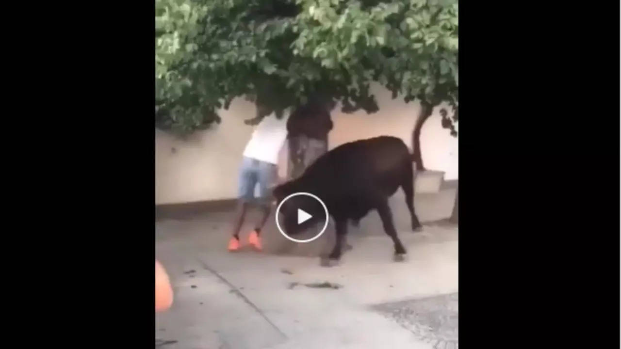 Bull Attack Video