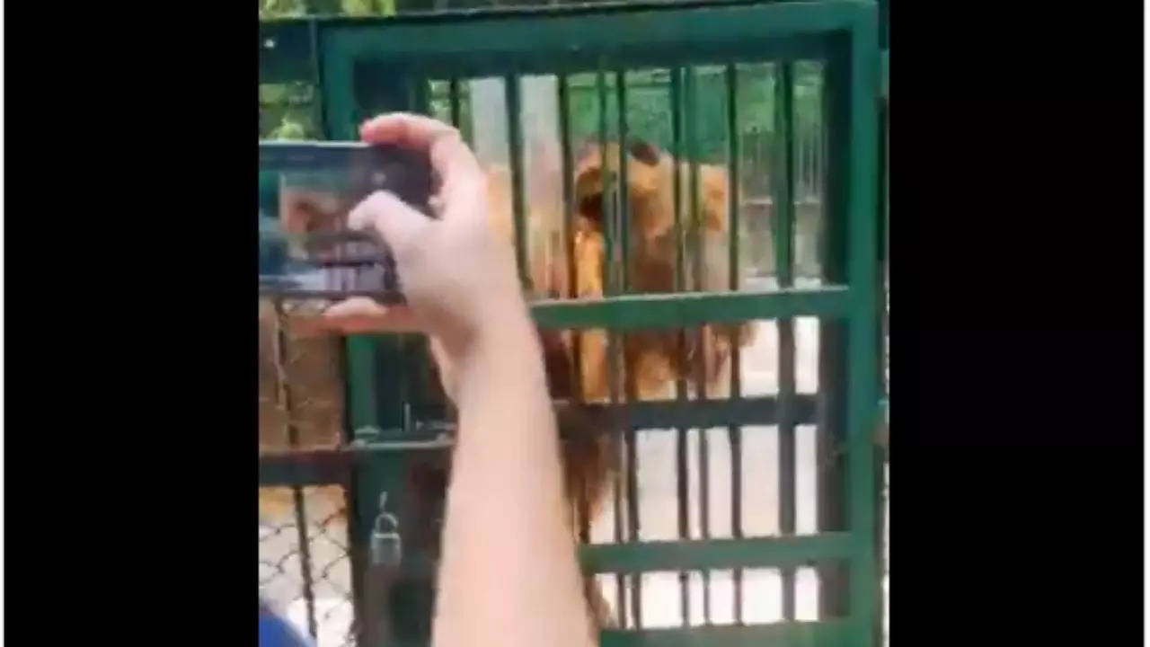 Lion Selfie