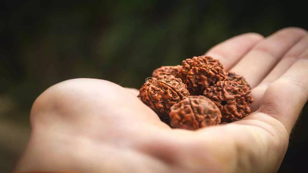 Rudraksha