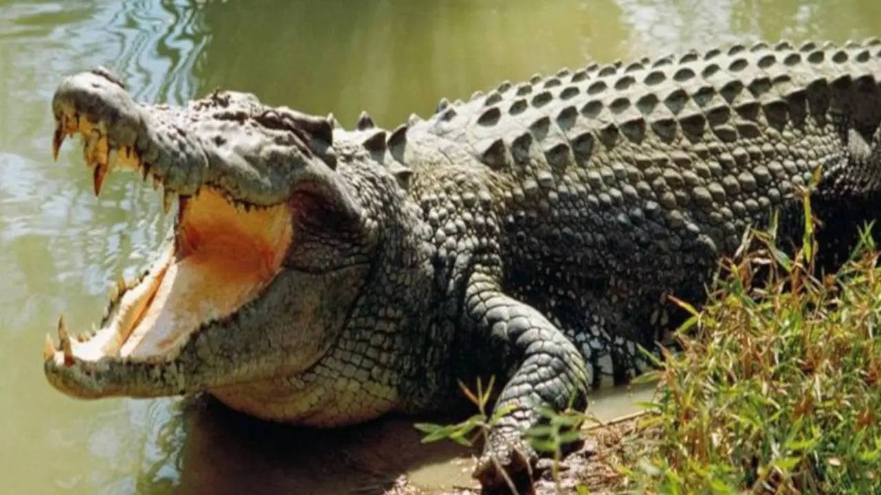 crocodile