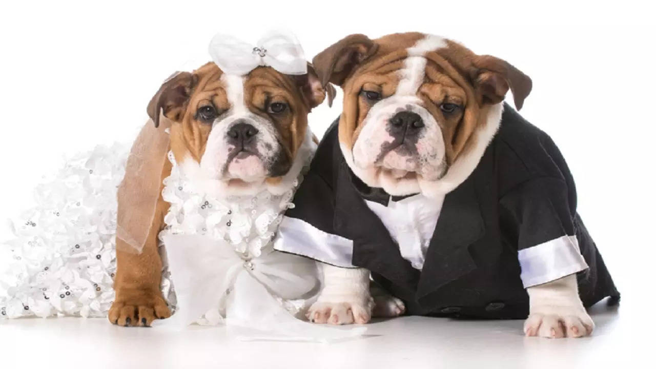 dog wedding