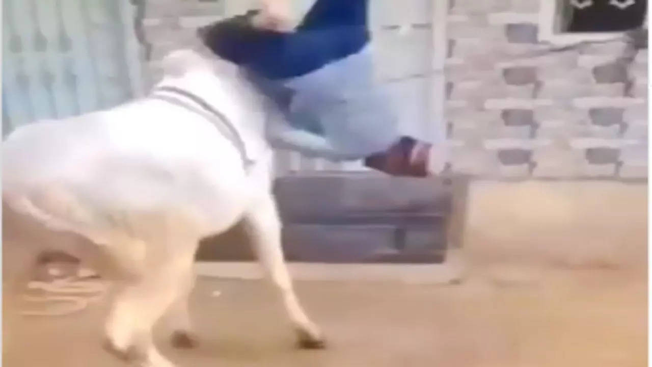 Cow Ka Video