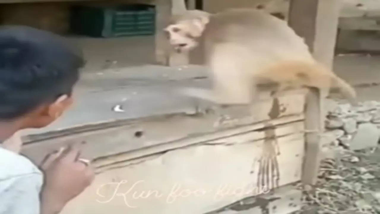 monkey Video