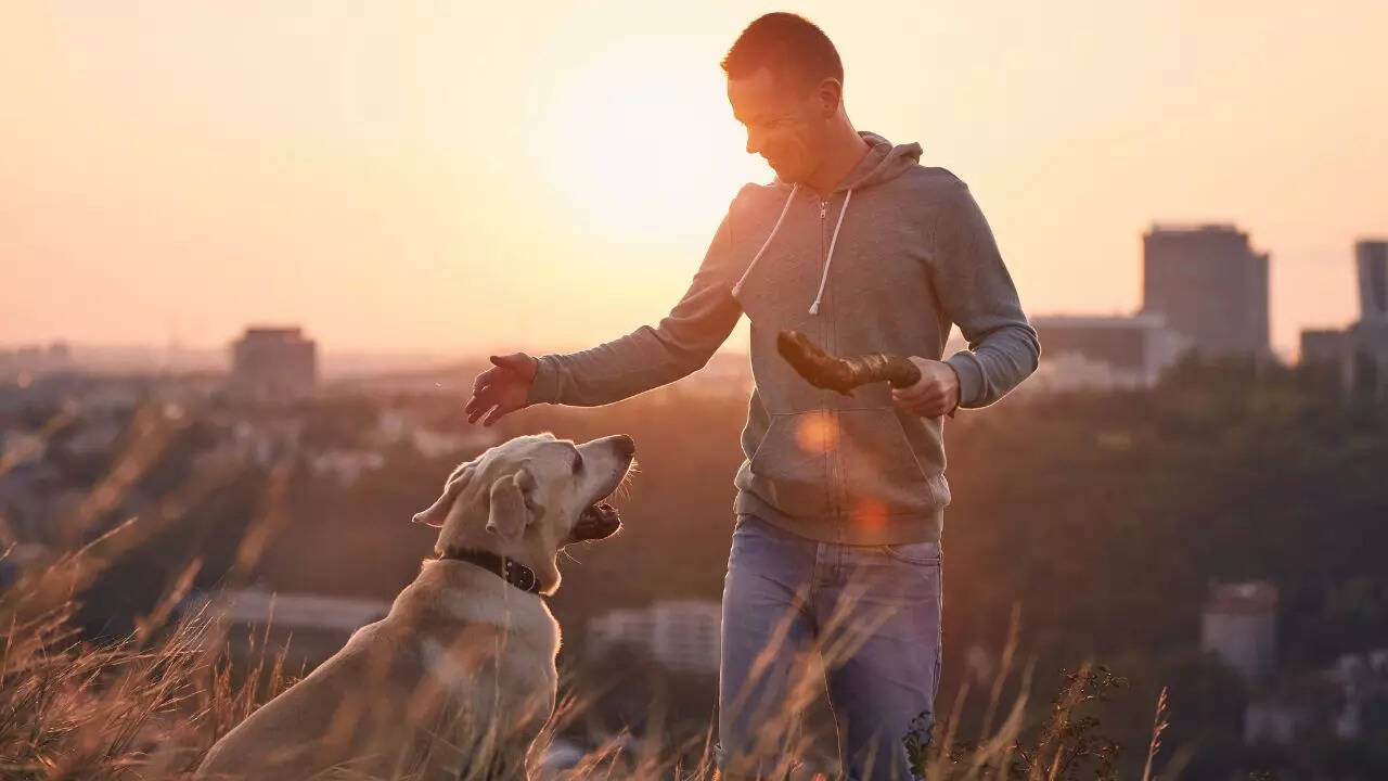 Noida Relief news for the people of Noida new dog policy will be