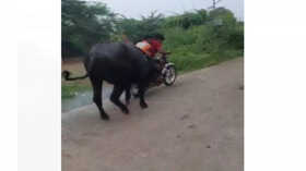 Buffalo Ka Video -
