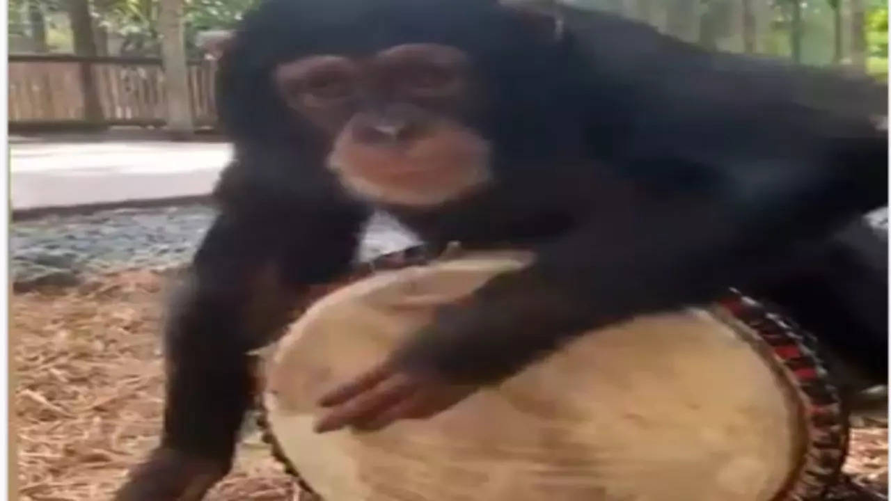 Chimpanzee ka video