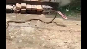 Saanp Ka Video