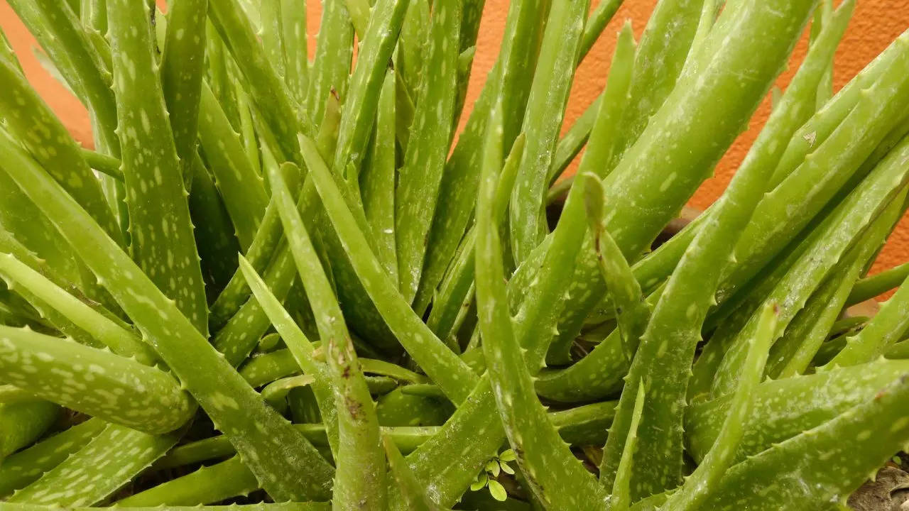 aloe vera.