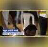 Rahul Gandhi BJP Hindi News