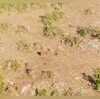 Leopard Video